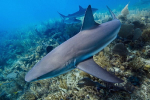 Reef shark close pass by Paul Colley 